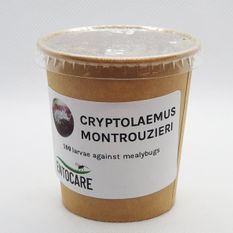 Cryptolaemus Montrouzieri_ larvae 100